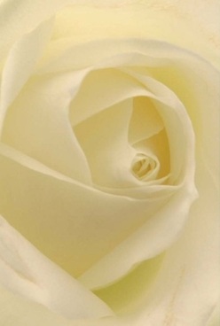 This intimate close-up reveals the soft grandeur of a Norbiton rose, its ivory petals unfurling in serene spirals that beckon the eye and soothe the heart. Each creamy layer, edged with a whisper of pale gold, appears to glow gently beneath diffused light-recalling the gentle skies over Kingston Road in the early hours. The velvety texture feels imagined beneath the fingertips, inviting a meditative moment of stillness, as if time has briefly paused. The blossom's core swirls tightly, sheltering its secrets with understated elegance, while the outer petals remain almost translucent, fragile yet flawless. In its form and subtle luminescence, one finds the eloquence of a heartfelt gesture-a floral tribute suited for tributes of remembrance, quiet encouragement, or serene celebrations. The calm presence of the rose suggests solace and hope, much like a peaceful walk along Norbiton's leafy lanes. This is a flower composition shaped by local expertise and empathy, perfectly poised for those seeking to express love or sympathy with timeless grace.