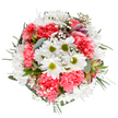Bringing a burst of seasonal freshness to Norbiton, this expertly composed bouquet radiates the cheerful promise of spring and early summer. Central white daisies, each with lively lime-green eyes, bask amongst clouds of coral-pink carnations, their ruffled petals giving the impression of delicate movement. Wisps of baby's breath, almost weightless, drift through the arrangement, their airy clusters catching the light to enhance the design's softness. Gently peeking from the surrounding foliage are slender buds-possibly alstroemeria-showcasing gentle lines of purple and blush, providing both chromatic interest and a tease of blooms to come. Silvery eucalyptus leaves and classic dark greens frame the bouquet, adding structure and cool fragrance, reminiscent of morning walks through Norbiton's shaded avenues. The circular, balanced form reflects the expertise of local florists, carefully arranged to uplift any room, whether displayed in a Norbiton kitchen, a Bray Road office, or offered as a birthday surprise. The harmony of hue and texture is soothing yet exuberant, perfectly suited for those moments when you want to send encouragement, celebrate life's little victories, or simply share a taste of home-grown beauty. This arrangement is a heartfelt tribute to both seasonal renewal and skillful local craftsmanship.